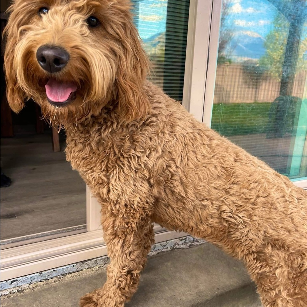 Meet your Posher, Denice